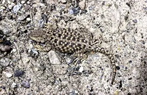 Phrynocephalus: Qinghai Toad-Headed Lizard