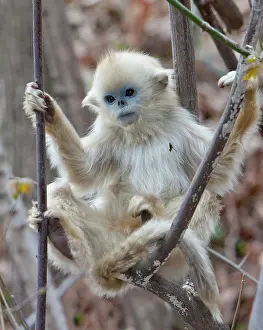 Alice: Qinling, China, Golden monkey youngster