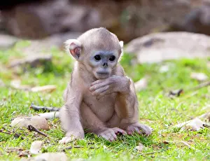 Infant: Qinling Mountains, China, Baby Golden Monkey