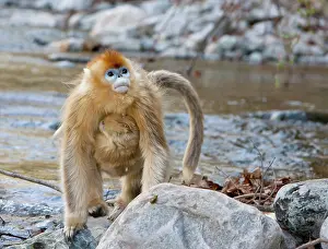 Safe: Qinling Mountains, China, Female Golden