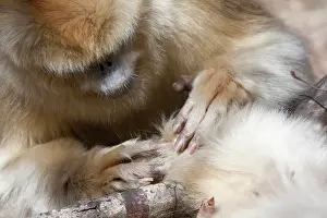 Concentration: Qinling Mountains, China, Golden Monkey