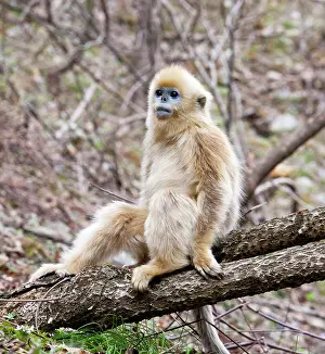 Alice: Qinling Mountains, China, Young Golden monkey