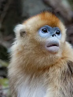 Alice: Qinling Mountains, Female golden monkey