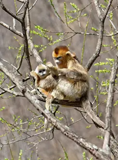 Alice: Qinling Mountains, Female Golden Monkey
