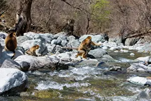 Alice: Qinling Mountains, Golden Monkey family