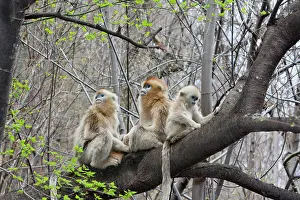 Alice: Qinling Mountains, Golden Monkey group in