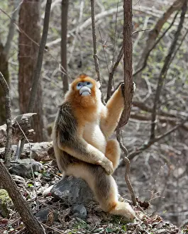 Alice: Qinling Mountains, Male Golden Monkey sitting