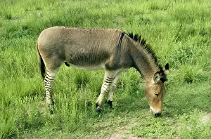 Mules: QUAGGA - experimantal cross, Mule / Zebra hybrid