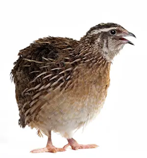 Quails: Quail