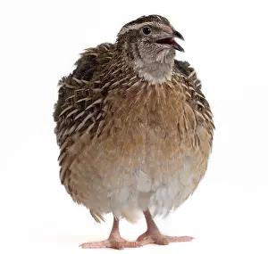 Quails: Quail