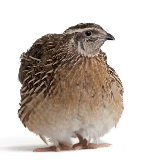 Quails: Quail