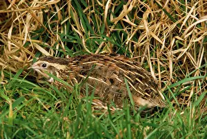 Quails: QUAIL