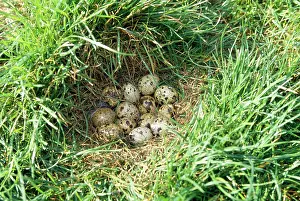 Quails: Quail - eggs in nest