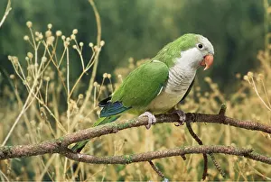 Parakeet: QUAKER PARAKEET - perched on branch