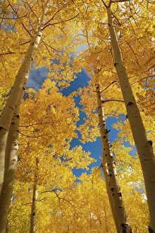 Aspen: Quaking aspen, fall season, Sandia Mountains, Cibola