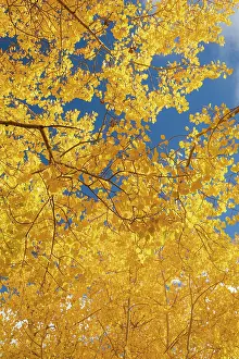Aspen: Quaking aspen, fall season, Sandia Mountains, Cibola