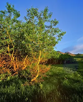 Waterton: Quaking Aspen Grove along the Rocky Mountain