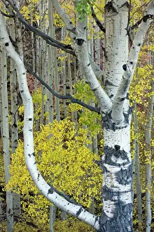 Quaking: Quaking Aspen trunks - with autumn colour