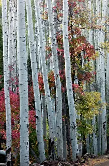 Quaking: Quaking Aspens - with autumn colour of Canyon Maple