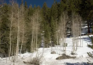 Quaking: Quaking Aspens - in winter