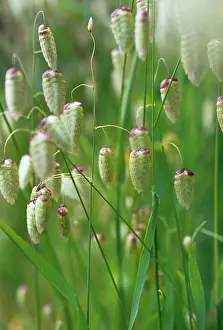 Quaking: Quaking grass
