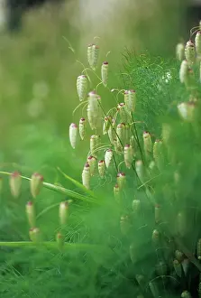 Quaking: Quaking grass
