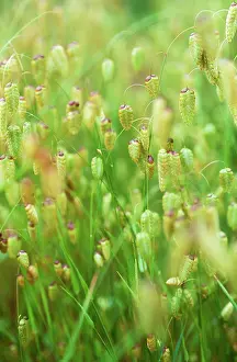 Quaking: Quaking grass