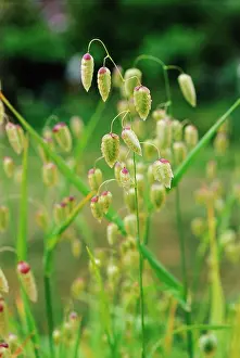 Quaking: Quaking grass