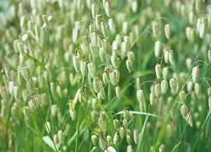 Maxima: Quaking grass