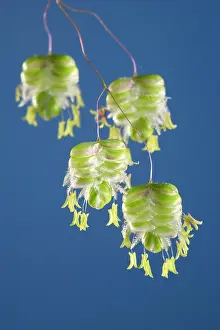 Quaking: Quaking Grass flowers