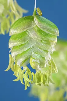 Quaking: Quaking Grass flowers