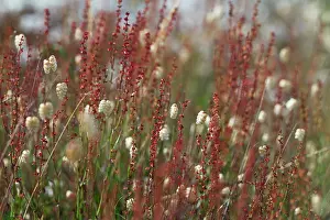 Media: Quakinggrass