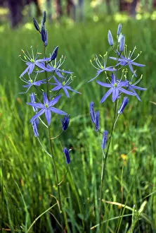 Camas: Quamash or Indian Camas - in wet meadow at 2000m