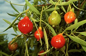 Johnston: Quandong (Santalum acuminatum) fruit. Lake Johnston