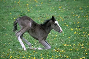 Bred: Quarter Horse Colt