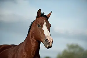 Equids: Quarter Horse, Germany, Europe
