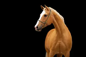 Warmblood: Quarter Horse mare Palomino in portrait with halter