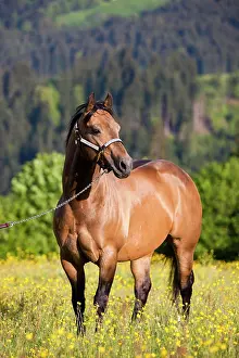 Halter: Quarter Horse wearing a show halter, stallion, buckskin