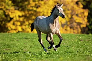 Cantering: Quarter Horse, yearling, buckskin, galloping across