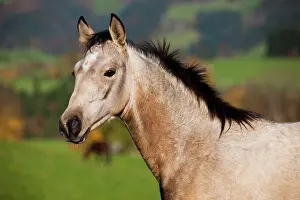 Crossbred: Quarter Horse, yearling, buckskin, North Tyrol