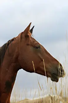 Pricked: Quarter / Paint Horse