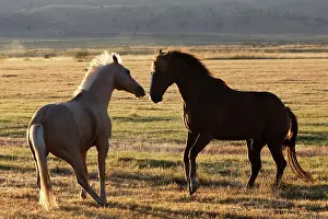 Ranches: Quarter / Paint Horse