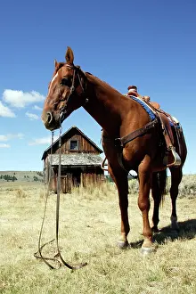 Bridles: Quarter / Paint Horse - saddled up