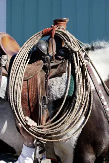 Cattleman: Quarter / Paint Horse - saddled up, showing cowboy's