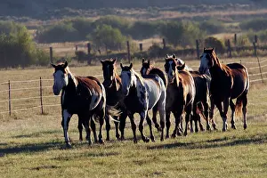 Domsetic: Quarter / Paint Horses