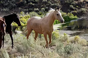 Ranches: Quarter / Paint Horses