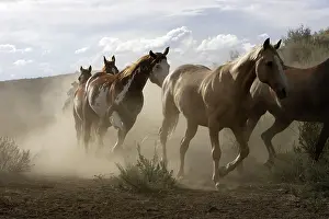 Ranches: Quarter / Paint Horses