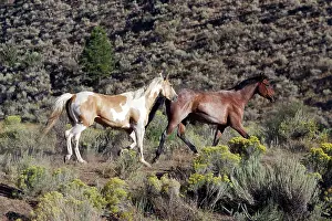 Ranches: Quarter / Paint Horses