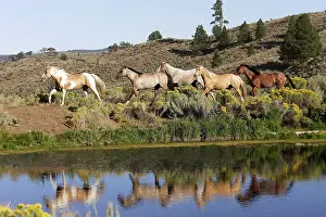 Ranches: Quarter / Paint Horses