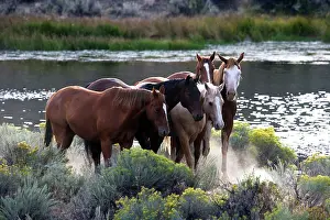 Ranches: Quarter / Paint Horses